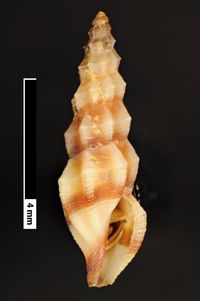 To ANSP Malacology Collection in GBIF (catalog no. 155190)