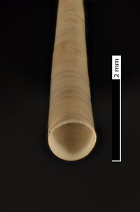 To ANSP Malacology Collection in GBIF (catalog no. 88320)