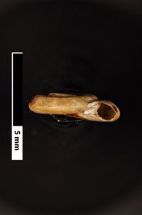 To ANSP Malacology Collection in GBIF (catalog no. 21487)
