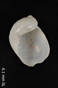 To ANSP Malacology Collection in GBIF (catalog no. 247092)