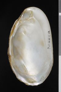 To ANSP Malacology Collection in GBIF (catalog no. 70449)