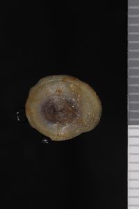 To ANSP Malacology Collection in GBIF (catalog no. 21961)