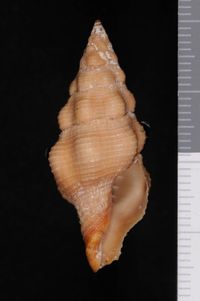 To ANSP Malacology Collection in GBIF (catalog no. 175132)