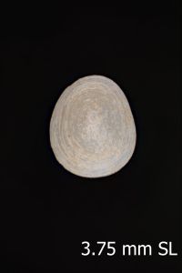 To ANSP Malacology Collection in GBIF (catalog no. 102208)