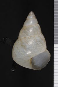 To ANSP Malacology Collection in GBIF (catalog no. 174057)