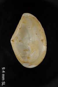 To ANSP Malacology Collection in GBIF (catalog no. 68136)