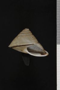 To ANSP Malacology Collection in GBIF (catalog no. 150243)