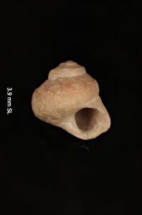 To ANSP Malacology Collection in GBIF (catalog no. 164831)