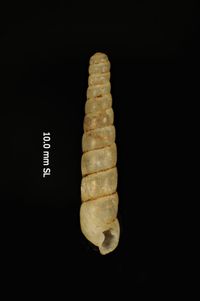 To ANSP Malacology Collection in GBIF (catalog no. 24113)