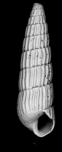 To ANSP Malacology Collection in GBIF (catalog no. 79015)