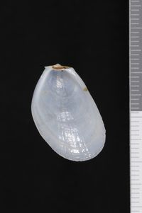 To ANSP Malacology Collection in GBIF (catalog no. 80525)