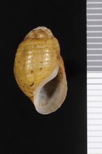 To ANSP Malacology Collection in GBIF (catalog no. 26906)