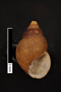 To ANSP Malacology Collection in GBIF (catalog no. 130701)