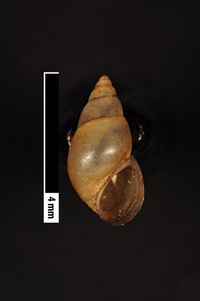 To ANSP Malacology Collection in GBIF (catalog no. 27227)