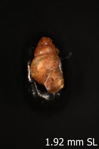 To ANSP Malacology Collection in GBIF (catalog no. 212147)