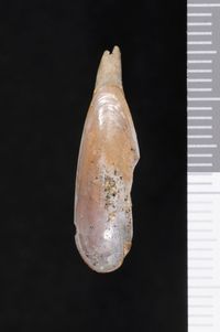 To ANSP Malacology Collection in GBIF (catalog no. 218931)