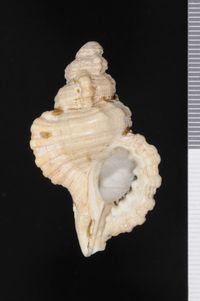 To ANSP Malacology Collection in GBIF (catalog no. 141213)