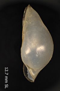 To ANSP Malacology Collection in GBIF (catalog no. 178025)