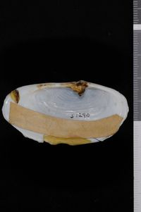 To ANSP Malacology Collection in GBIF (catalog no. 51290)
