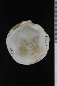 To ANSP Malacology Collection in GBIF (catalog no. 54729)