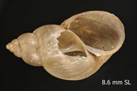 To ANSP Malacology Collection in GBIF (catalog no. 58754)