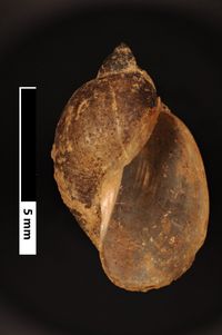 To ANSP Malacology Collection in GBIF (catalog no. 98106)