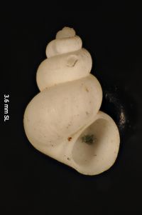 To ANSP Malacology Collection in GBIF (catalog no. 187691)