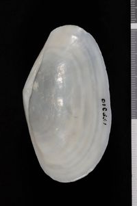 To ANSP Malacology Collection in GBIF (catalog no. 155310)