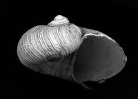 To ANSP Malacology Collection in GBIF (catalog no. 371115)