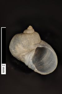 To ANSP Malacology Collection in GBIF (catalog no. 211898)