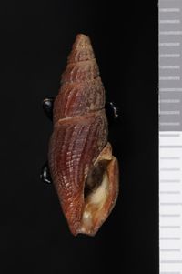 To ANSP Malacology Collection in GBIF (catalog no. 155374)