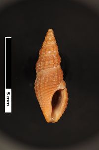 To ANSP Malacology Collection in GBIF (catalog no. 155377)