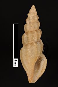 To ANSP Malacology Collection in GBIF (catalog no. 15526)