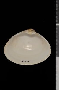 To ANSP Malacology Collection in GBIF (catalog no. 86294)