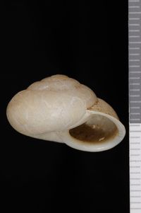 To ANSP Malacology Collection in GBIF (catalog no. 83002)