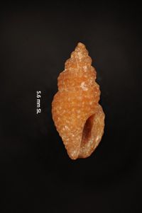 To ANSP Malacology Collection in GBIF (catalog no. 15594)