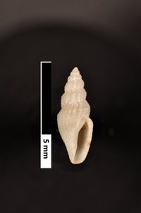 To ANSP Malacology Collection in GBIF (catalog no. 86124)