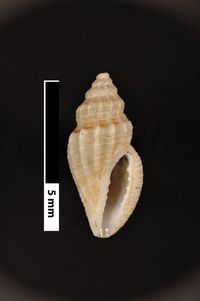 To ANSP Malacology Collection in GBIF (catalog no. 85975)