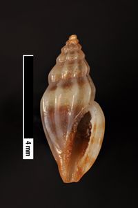 To ANSP Malacology Collection in GBIF (catalog no. 85952)