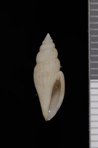 To ANSP Malacology Collection in GBIF (catalog no. 85974)