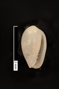 To ANSP Malacology Collection in GBIF (catalog no. 29342)