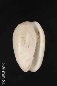 To ANSP Malacology Collection in GBIF (catalog no. 29411)