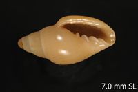 To ANSP Malacology Collection in GBIF (catalog no. 178838)