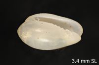 To ANSP Malacology Collection in GBIF (catalog no. 99380)