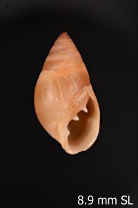 To ANSP Malacology Collection in GBIF (catalog no. 97231)