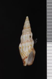 To ANSP Malacology Collection in GBIF (catalog no. 156342)