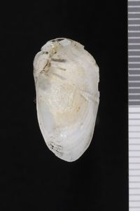 To ANSP Malacology Collection in GBIF (catalog no. 50803)