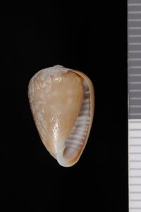 To ANSP Malacology Collection in GBIF (catalog no. 61471)