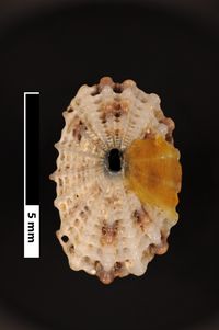 To ANSP Malacology Collection in GBIF (catalog no. 50325)