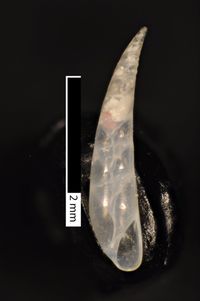 To ANSP Malacology Collection in GBIF (catalog no. 160204)